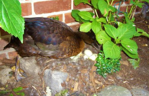 Ferienhaus Eichhof, Garlstorf - Lüneburger Heide - Foto 8