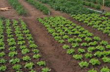 Casa da Avó do Puto - Foto 39