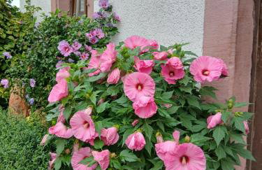 Gästehaus Brunhilde - Foto 22