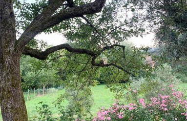 Quinta das Amoras - Au coeur des oliviers - Foto 66