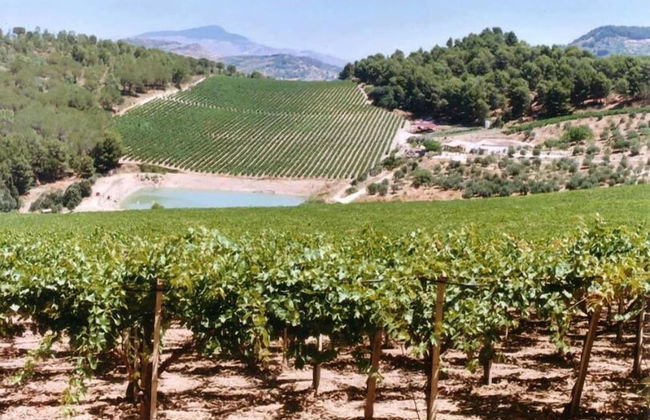 Agriturismo Tenute Pispisa Segesta - Foto 15