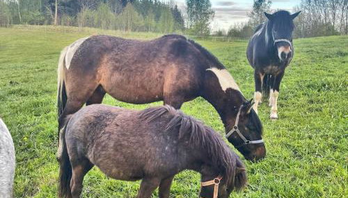 Agroturystyka Kociołek - Foto 4