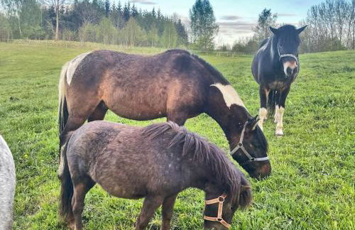 Agroturystyka Kociołek - Foto 4