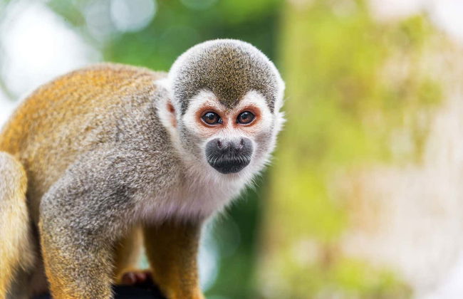 Tour di 3 giorni nella foresta amazzonica - Foto 8