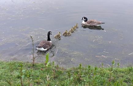 Gosling Lodge - Foto 20