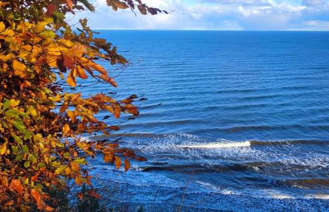 Ostsee-Urlaub-Zempin direkt am Küstenwald, nur wenige Minuten zum Strand, optimal für Paare mit 1 Hund bis 45 cm Schulterhöhe - Foto 29