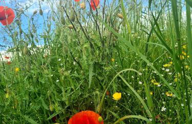 Cuda Wianki - Foto 6