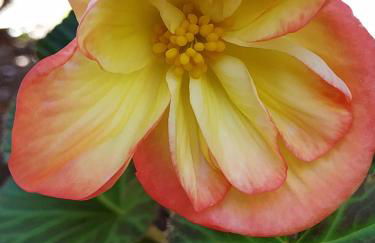 Les roulottes Vesta - Foto 11