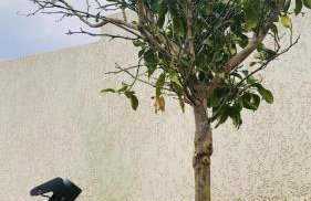 Maison T3 Élégante Cap Corse - Casa Sublima - Foto 9