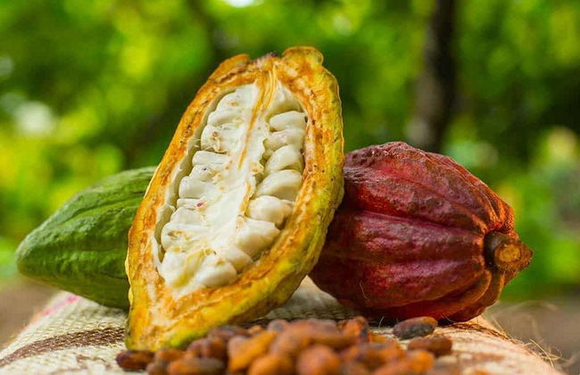 Escursione a Minca - Foto 1