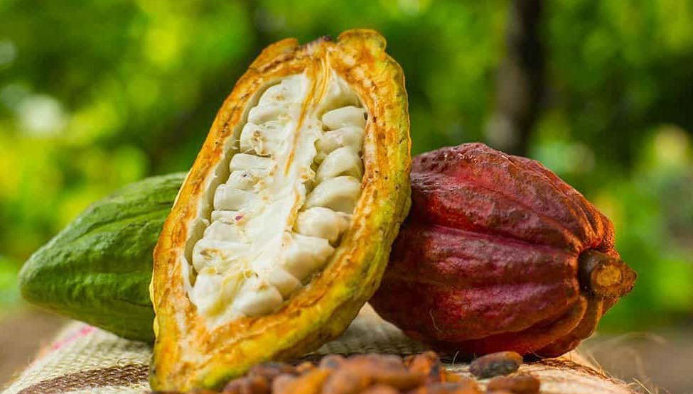 Cacao fruit