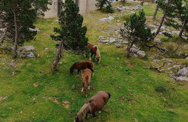 Les myrtilles La Pierre Saint Martin - Foto 16
