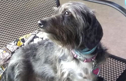 Cottage on the Mississippi Venue and dog friendly - Foto 13