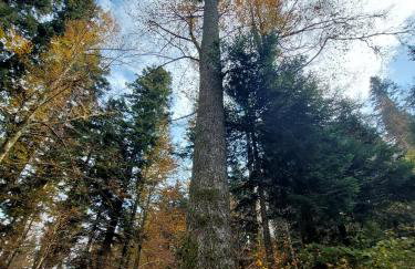 Kuća pokraj Lokvarskog jezera - Foto 19