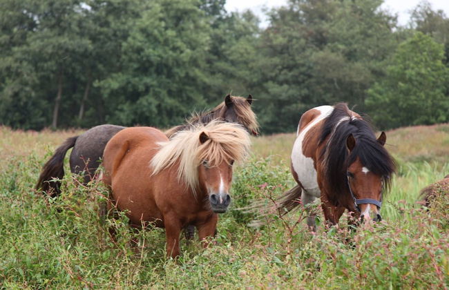 Rustic-chic Villa With Thatched Roof - Photo 18