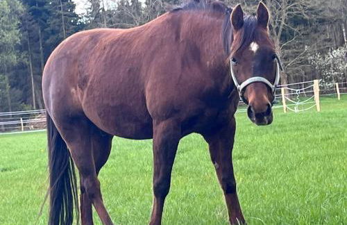 Friesenparadies FRI-Südliches Friesland - Foto 33