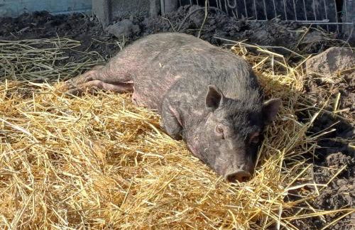 Roulotte de Camille, avec bain à remous - Foto 8