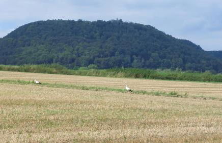 Ferienwohnung MW 4a bis 66 m2 Höxter Weserbergland Weser 1-2P 1SZi mBad 3-4P 2SZi m2Bäder Terrasse Wäsche Endreinigung Self CheckIn - Foto 38