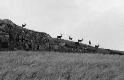 Raven Cottage - Foto 15