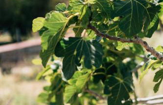 Apolithon Premium Houses - Photo 21