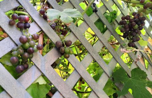 Artist house with garden sauna - Foto 6