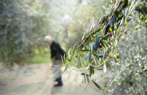 Agriturismo Conca Sandra - Farm Stay on Lake Como - Foto 17