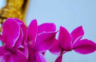 WIKISUITE LABARO - Foto 19