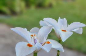 Casa ampla e confortável - Foto 15