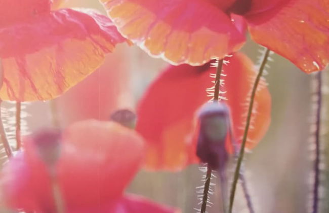 Apartmenthaus Abendsonne - Photo 58