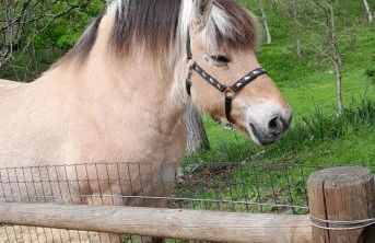 GÎTE "LES GRANGES D'ANTAN" - La FORGE - - Photo 38
