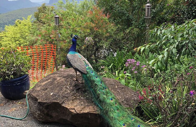 Jardin Tiny House Australia - Foto 12