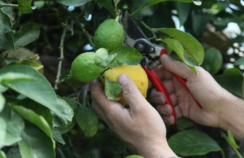 Melina's House - Foto 37