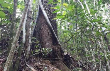 Tao da Serra - cabana em meio à natureza! - Foto 41