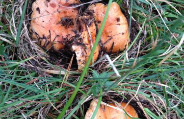 Cal Carol - Photo 15