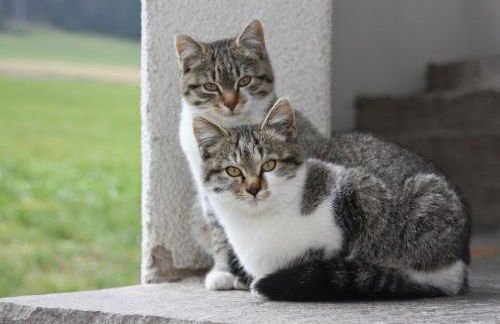 Spisserhof - Photo 32