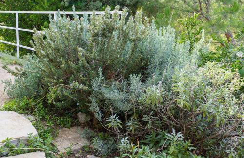 Family-friendly apartments with swimming pool Rogac, Solta - 19809 - Photo 11