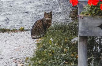 Luggishof - Photo 35