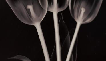 Txurruka - baskeyrentals - Foto 3