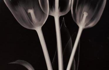 Txurruka - baskeyrentals - Foto 3