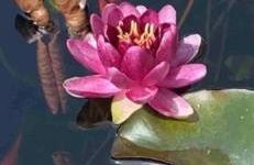 The Varnadoe Villa- Farm Stay - Foto 29