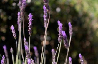 Perivoli SeaView Cottage, a Rural Bliss of Nature, By ThinkVilla - Foto 15