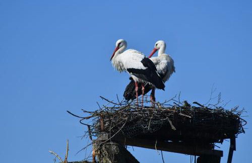 Ferienwohnung Storchennest - Foto 1