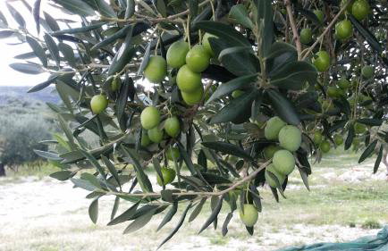 Secluded vacation house Bračuta with swimming pool - Foto 137