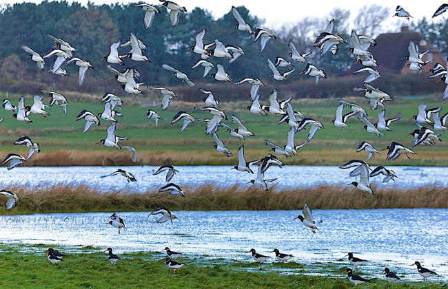 Semi-detached Houses, Oldsum auf Fohr - Foto 25