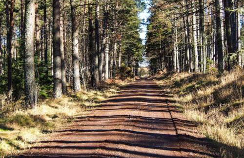 Pine Lodge - Photo 25