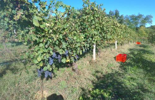 Agriturismo Cascina Ponchietta - Foto 77