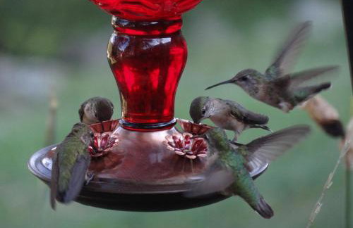 Whitebird Summit Lodge - Foto 57