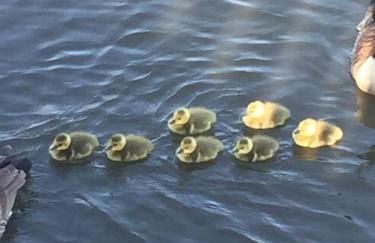 Carraigeen Cottage - Foto 11