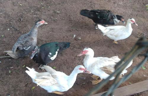 chaler Sao Jorge - Foto 31