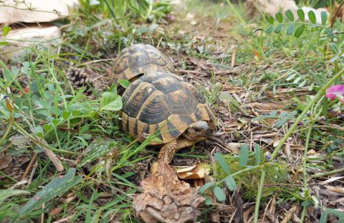 Apartmani Ciprijan - Foto 16